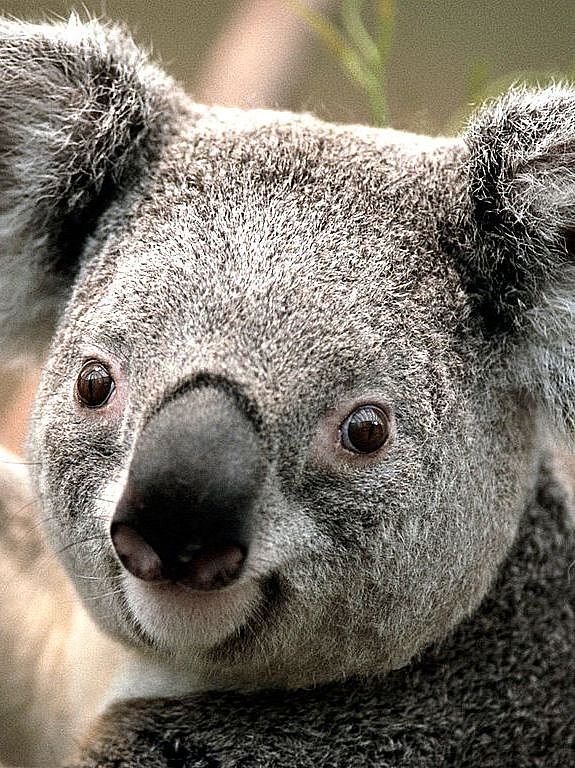 Downunder