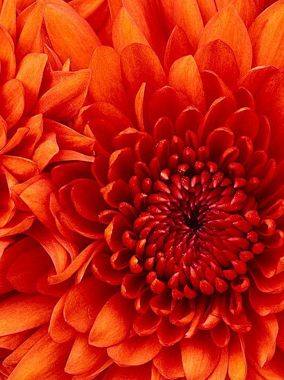 Blume
