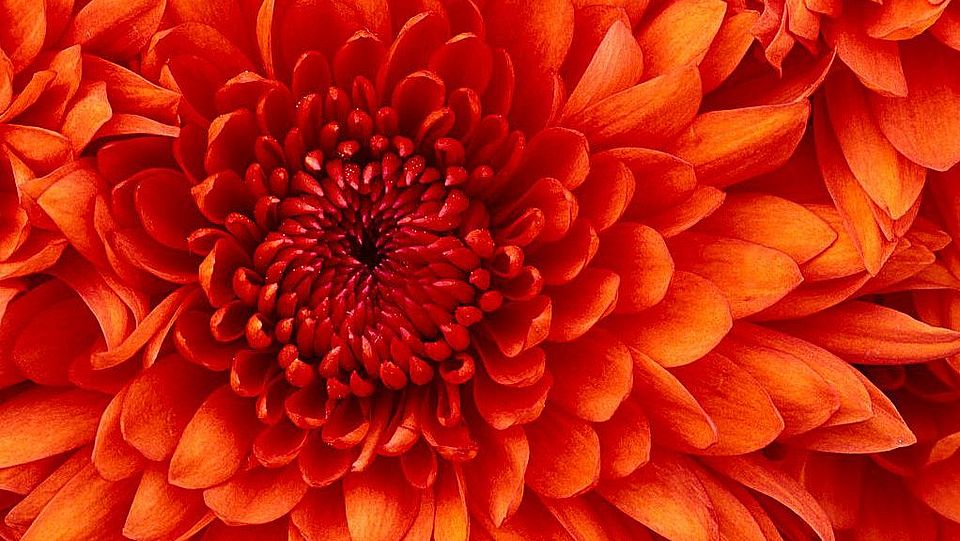 Blume