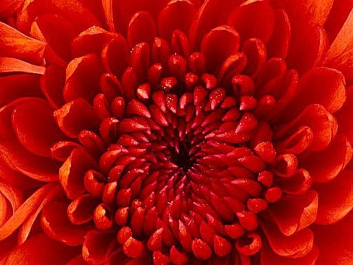 Blume