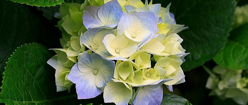 blume