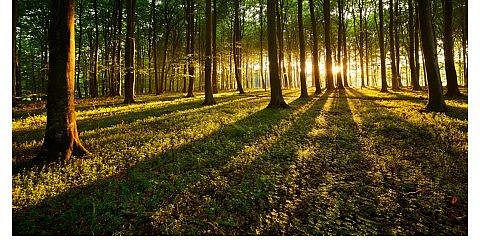 Wald