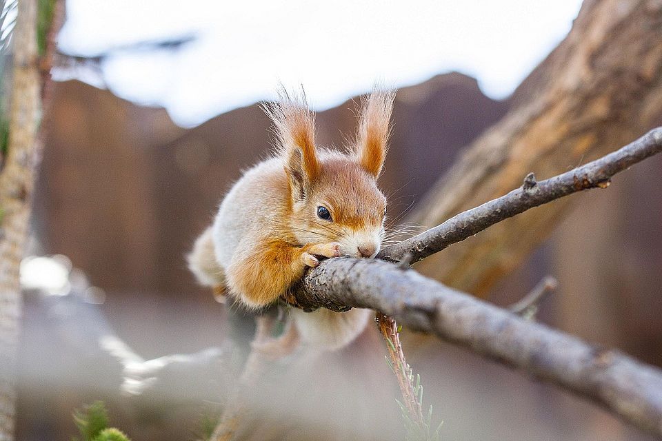 Squirrell