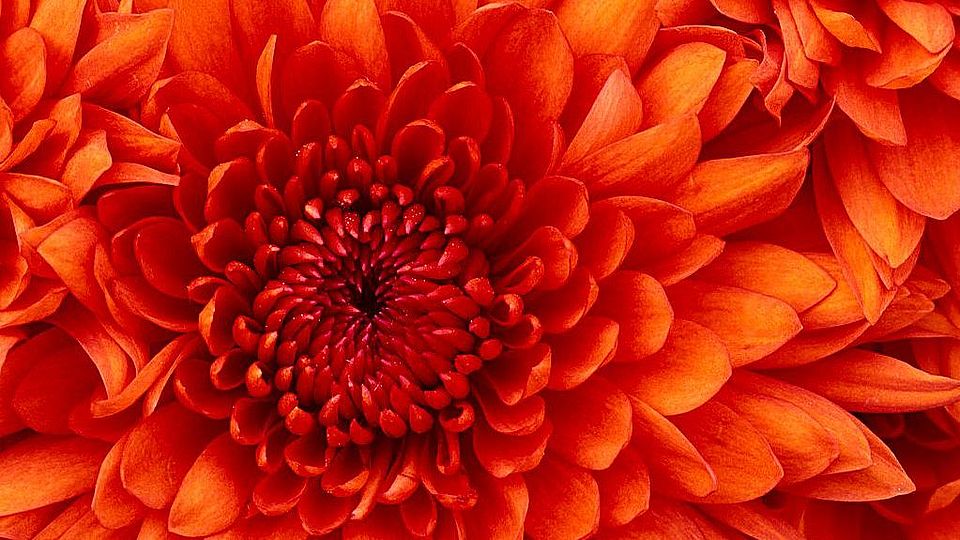 Blume