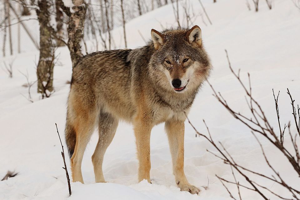 Wolf