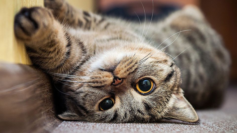 Katze