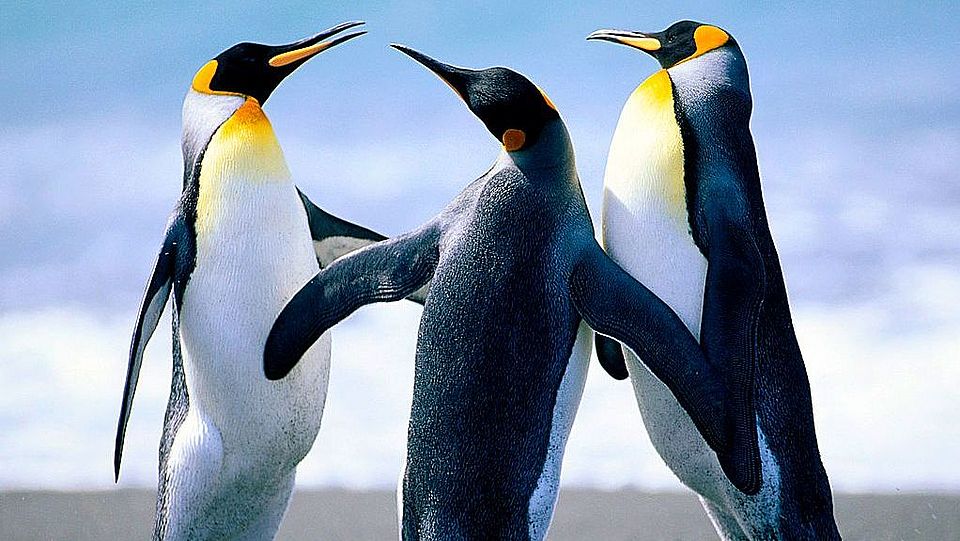 Pinguin