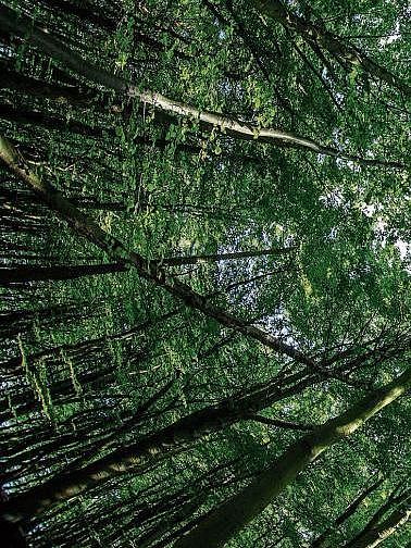 canopy