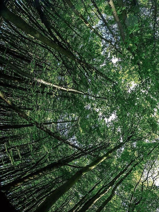 canopy
