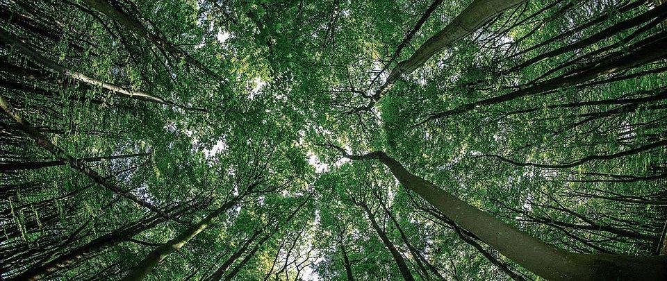 canopy
