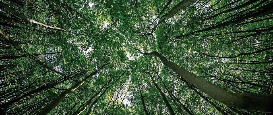 canopy