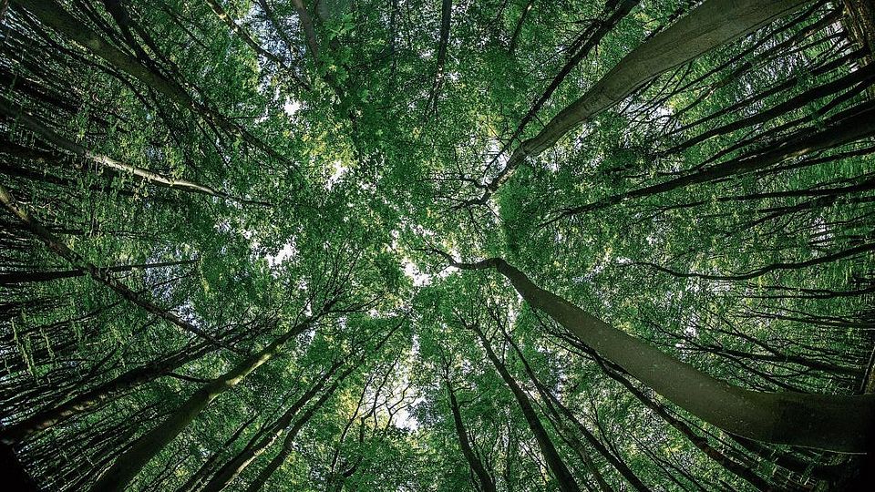 canopy