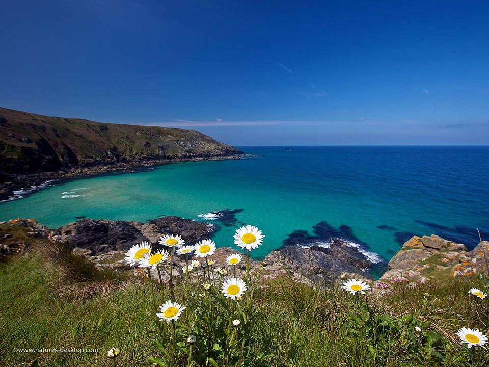 Bucht in Cornwall mit Blumen