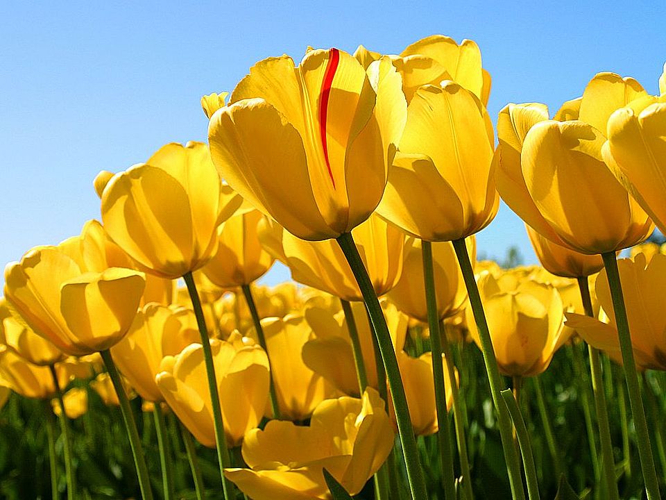 Gelbe Tulpen tulpen