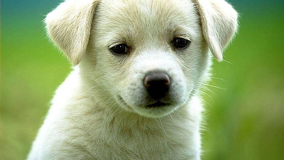 Hund