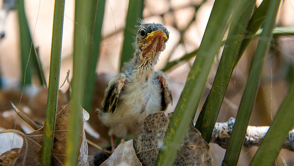 Küken
