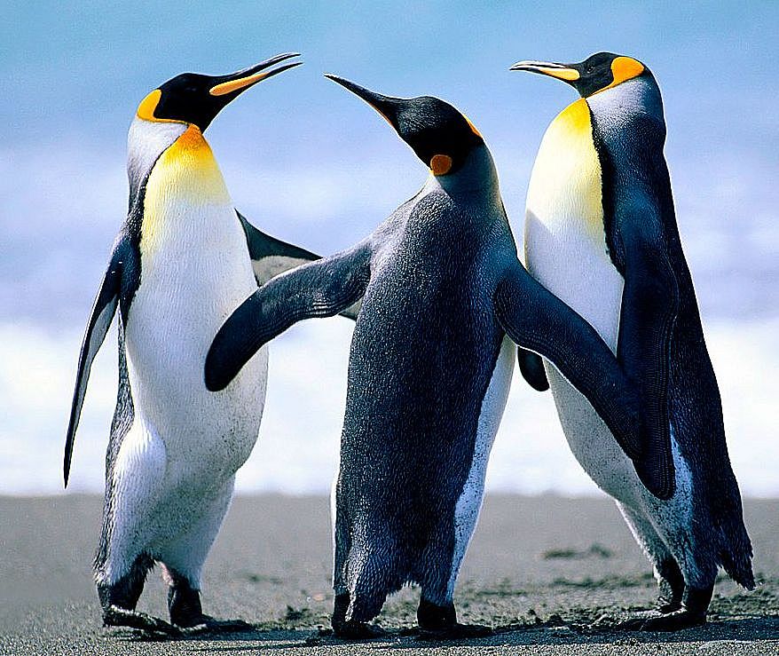 Pinguin