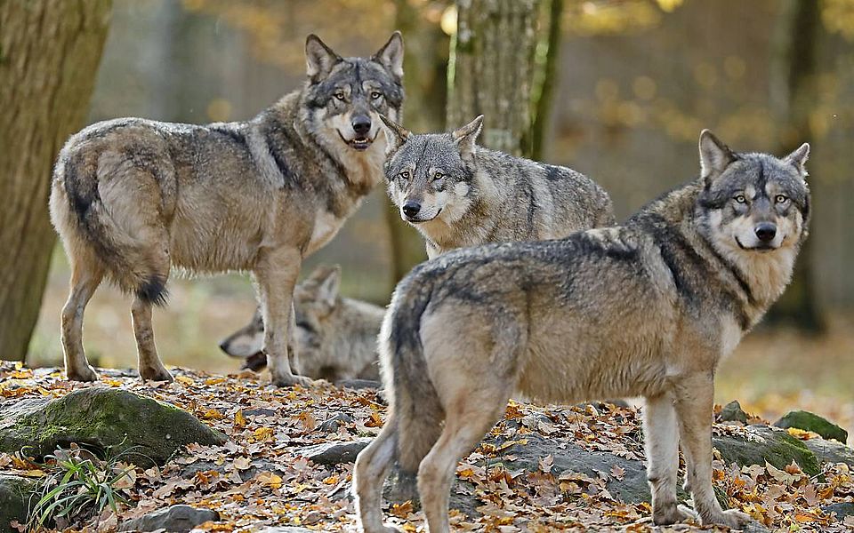 Wolfsbild