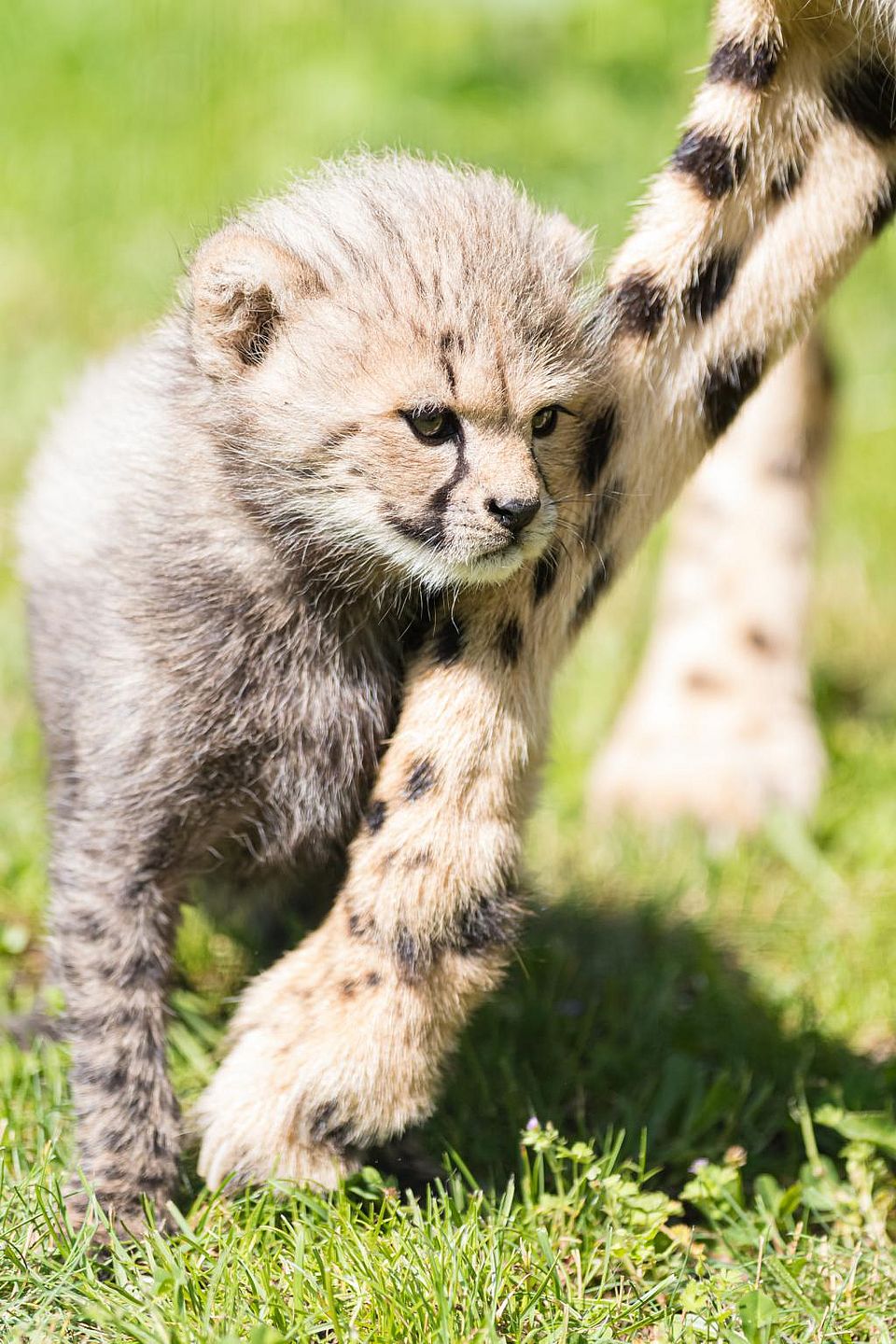Baby Gepard Gepard