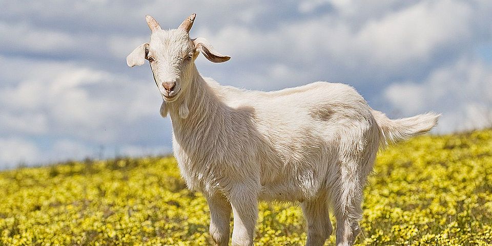 goat